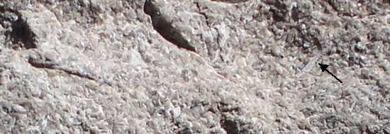 Shell fossil in limestone